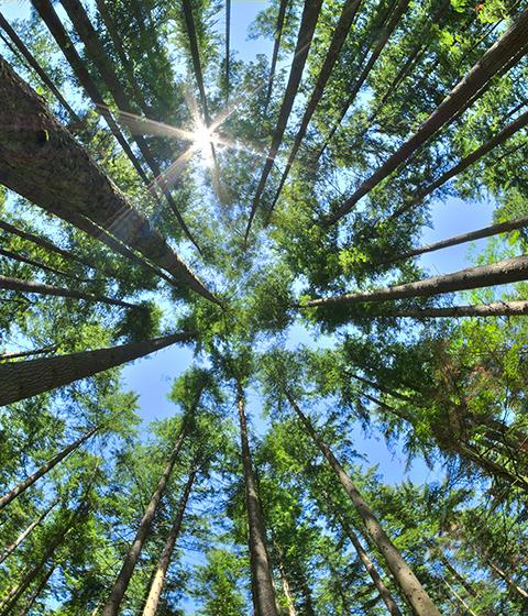 Look up in a dense pine forest